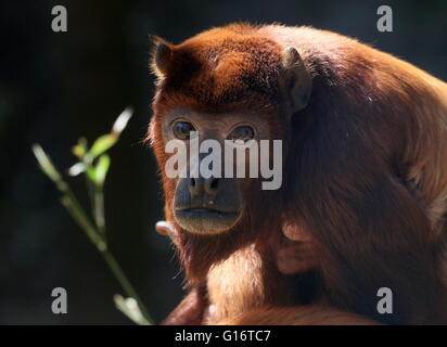 Femelle adulte rouge vénézuélienne singe hurleur (Alouatta alonnatta) , closeup portrait. Banque D'Images