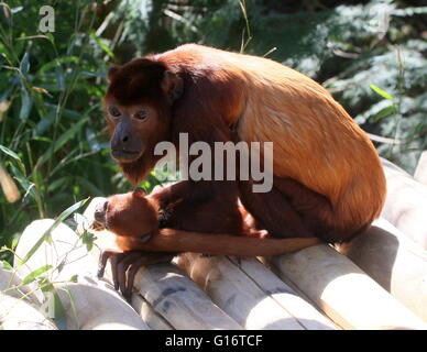 Femelle adulte rouge vénézuélienne singe hurleur (Alouatta alonnatta) avec son bébé Banque D'Images