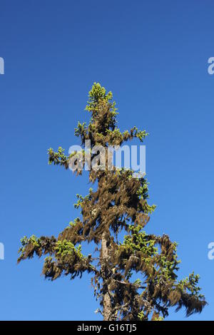 Haut de pin avec barbe de lichens en face de ciel bleu. Banque D'Images