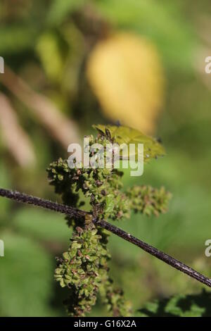 Fruits et de l'Inflorescence de la politique commune de l'ortie (Urtica dioica). Banque D'Images
