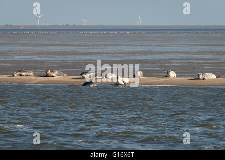 Phoques communs et gris se reposant sur un banc de sable à marée basse, mer de Wadden, Pays-Bas Banque D'Images