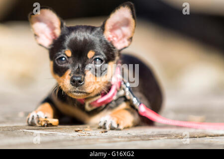 Noir et feu femelle Chihuahua chiot chien profiter de beau temps communiqué de modèle : N° des biens : oui (chien). Banque D'Images