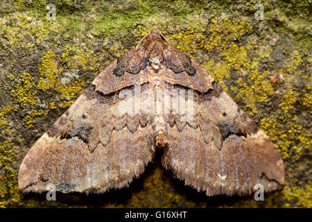 Bande d'épaule d'amphibien (Earophila badiata). Insectes britannique de la famille des Geometridés, geometer papillons Banque D'Images