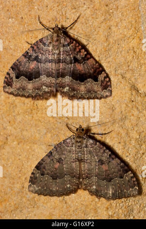 Le tissu papillons (Triphosa dubitata) l'hivernage en cave. Insectes britannique de la famille des Geometridés, geometer papillons Banque D'Images