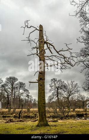 Un arbre mort dans la région de Dunham Massey jardin. Banque D'Images