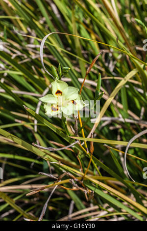 Dietes bicolor Banque D'Images