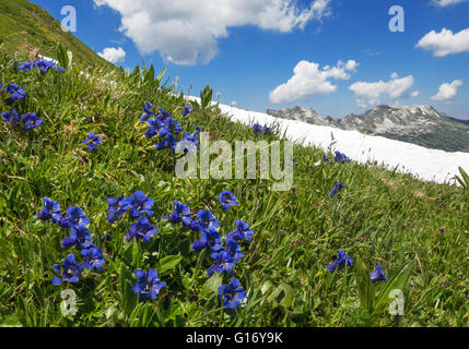 Gentiane en fleurs dans les montagnes Banque D'Images