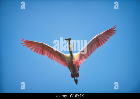 Roseate Spoonbill en vol -Jefferson Island Banque D'Images