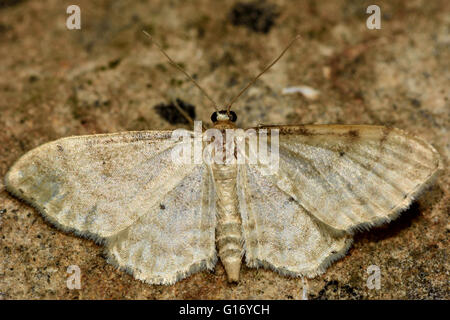 Crème nain (Idaea fuscovenosa vague). Insectes britannique de la famille des Geometridés, geometer papillons Banque D'Images