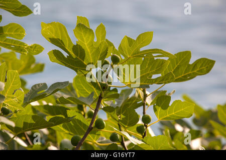 Figuiers avec plusieurs fruits verts figs sur les branches. Banque D'Images