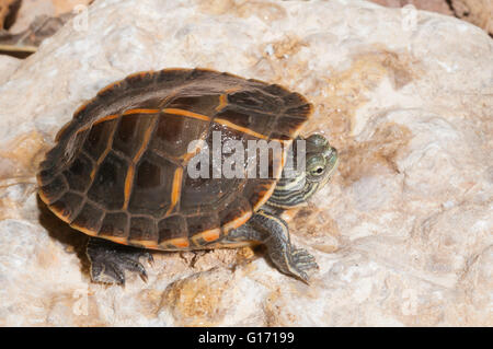 Le sud de tortue peinte, Chrysemys picta dorsalis, originaire du sud de l'USA Banque D'Images