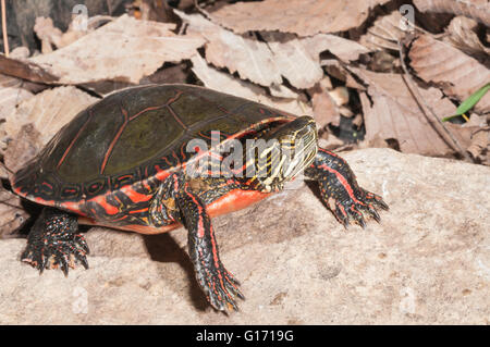 La tortue peinte, Chrysemys picta marginata ; originaire de l'Est du Canada et des États-Unis à centre USA Banque D'Images