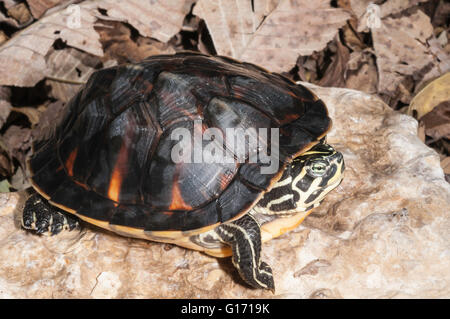 Floride Red-bellied cooter/tortue, Pseudemys nelsoni, originaire de Géorgie en Floride Banque D'Images