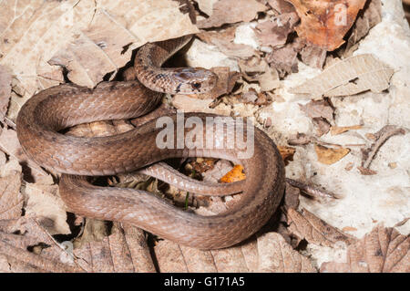 Midland peu serpent brun, Storeria dekayi wrightorum, natif depuis le Wisconsin jusqu'à l'ouest de Caroline du Sud, de la côte du golfe du Mexique Banque D'Images