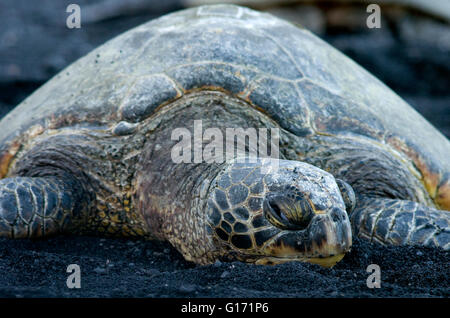 Honu. (Tortue en hawaiien) tortue sauvage à Punalu'u Bay, également connu sous le nom de 'Black Sands' sur la grande île d'Hawai'i. Banque D'Images