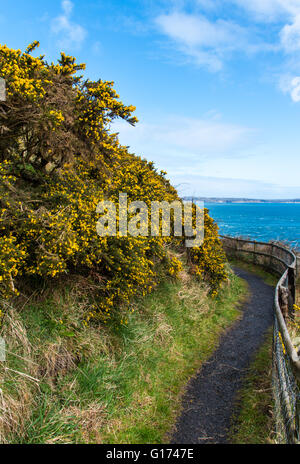 Sentier de la Côte d'Antrim près de Kinbane Head, dans le comté d'Antrim, Irlande du Nord, Banque D'Images