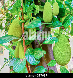 Bande de Jack fruits suspendus à un arbre Banque D'Images