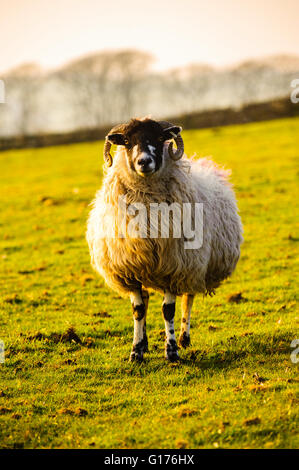 Les moutons au début du printemps sur les pâturages de montagne au-dessus de Calder Vale dans la forêt de Bowland Lancashire England Banque D'Images