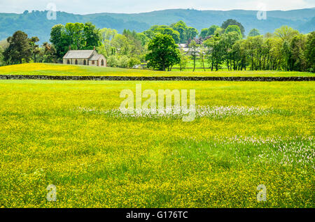 Flower meadow en dehors de Bampton dans la vallée de la rivière Lowther dans le Lake District Cumbria Banque D'Images