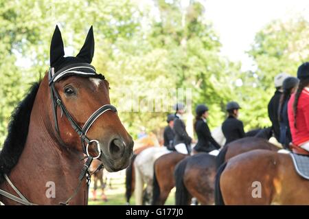 Portrait de beau cheval brun Banque D'Images