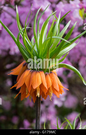 Fritillaria Imperialis Aurora, couronne impériale, avec fond de rhododendron Banque D'Images