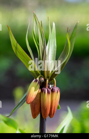 Fritillaria Imperialis Aurora, couronne impériale fleurs Banque D'Images