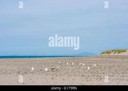 Mouettes sur la plage de Barmouth et le Nord du Pays de Galles Banque D'Images