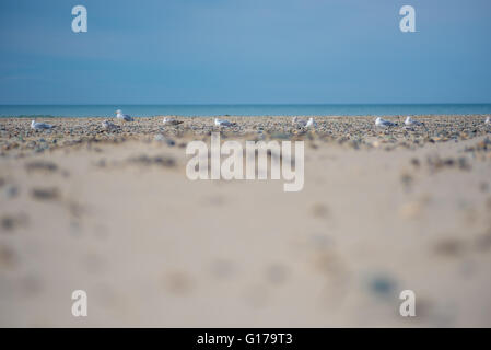 Mouettes sur la plage de Barmouth et le Nord du Pays de Galles Banque D'Images