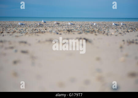 Mouettes sur la plage de Barmouth et le Nord du Pays de Galles Banque D'Images