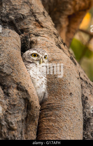 Spotted owlet , Athene brama , vivre dans leur propre nature arbre creux Banque D'Images