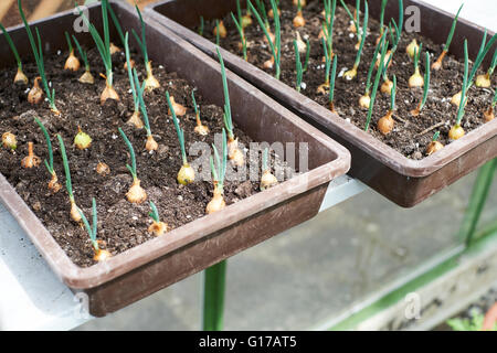 Sturon oignon AGA de plus en plus remplis de compost bacs de semences dans une serre. Au printemps. UK. Banque D'Images