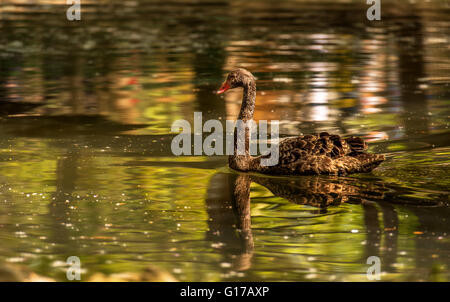 Un cygne noir sur une piscine extérieure. Banque D'Images