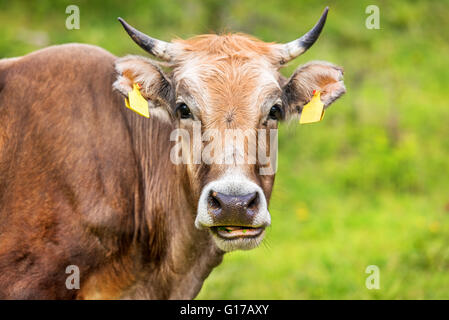 Vache au pré. Composition de la nature. Banque D'Images