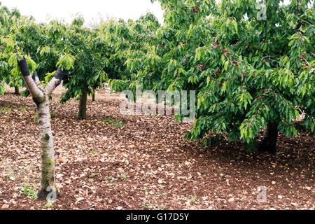 De plus en plus de cerises dans les Pouilles. Banque D'Images