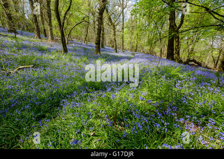 Étendues de bluebells anglais 'Hyacinthoides non-scripta' de plus en forêt de Dean au-dessus de Blakeney Gloucestershire England UK Banque D'Images