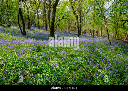 Étendues de bluebells anglais 'Hyacinthoides non-scripta' de plus en forêt de Dean au-dessus de Blakeney Gloucestershire England UK Banque D'Images