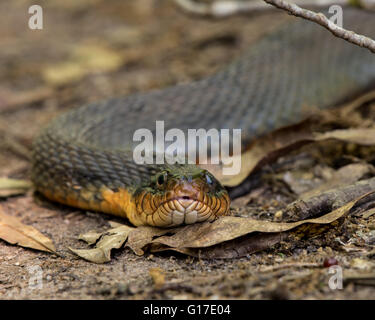 À ventre clair serpent d'eau Close Up dans les feuilles séchées sur sentier de randonnée Banque D'Images