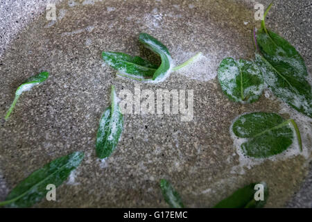 Préparation de la sauge et beurre pour les pâtes italiennes appelé ravioli Banque D'Images