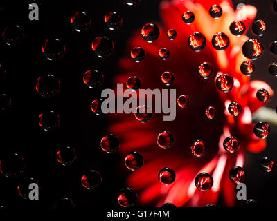 Gerbera rouge réfléchissant Waterdrops Banque D'Images