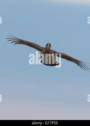 Un vol de la grande poule-des-prairies au Minnesota Banque D'Images