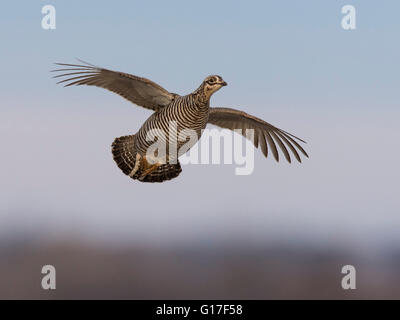 Un vol de la grande poule-des-prairies au Minnesota Banque D'Images