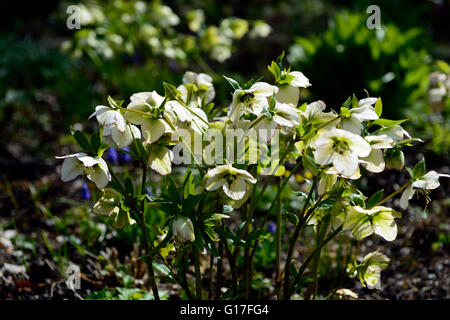 Helleborus x hybridus Ashwood blushing Bride fleurs blanches de printemps fleurs de printemps fleur fleur floral RM d'affichage Banque D'Images