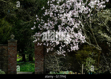 Magnolia fleurs fleurs fleurs dawsoniana jardin décidues Magnolias parfumés parfum rose arbre arbres printemps Floral RM Banque D'Images