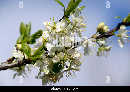Prunus insititia osella damson domestica printemps fleurs blanches fleurs, au printemps Floral RM Banque D'Images