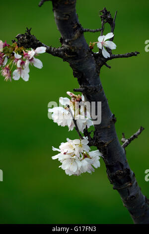 Prunus annonce cluster woodfield à petites fleurs blanches fleurs de cerisier d'ornement fleur fleur fleurs printemps RM Banque D'Images