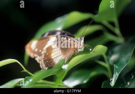 La faune, l'Australie, les insectes, les femelles de la gold music (Hyplimnas bolina nerina) ponte sur feuille. Banque D'Images