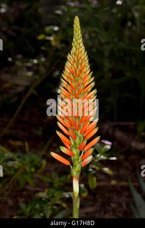 Grand épi de fleurs rouge / orange vif de l'Aloès aloe cultivar 'Venus' , une plante succulente tolérant la sécheresse, sur fond sombre Banque D'Images