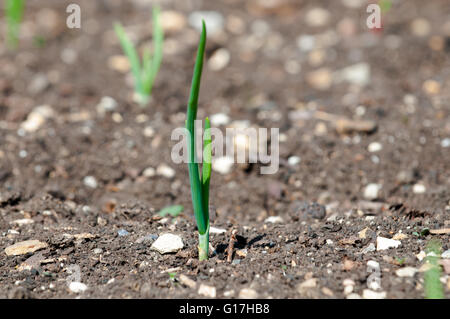 Petite plante verte de plus en plus tirer par la sécheresse du sol, concept d'un nouveau départ Banque D'Images