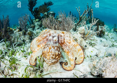 Un Caraïbes reef octopus (Octopus briareus) explore le fond d'un récif peu profond sur Turneffe Atoll, Belize. Banque D'Images