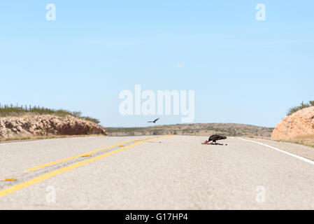 Urubu à manger un roadkill rabit sur l'autoroute de l'ouest du Texas. Banque D'Images